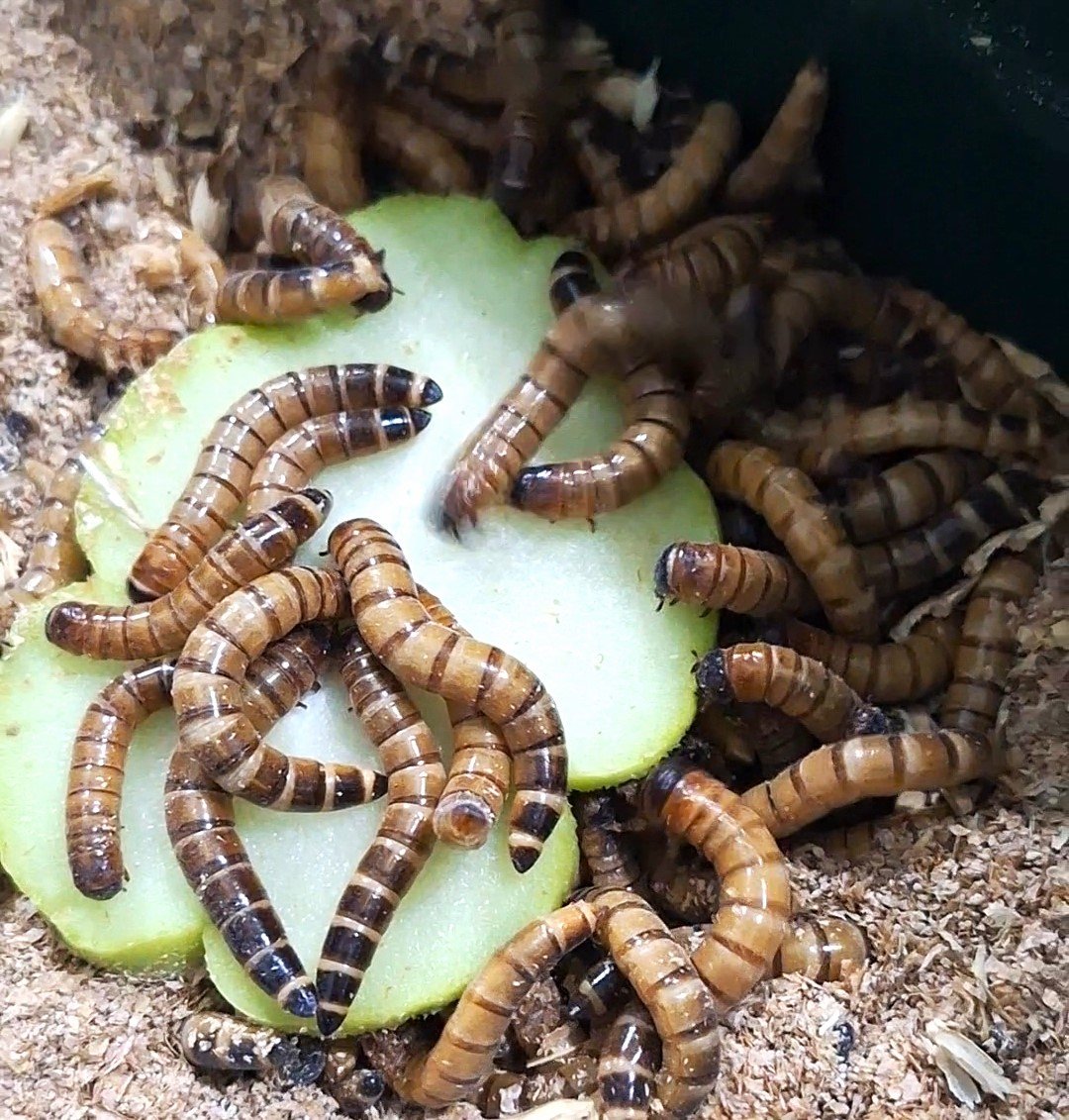 Entomon