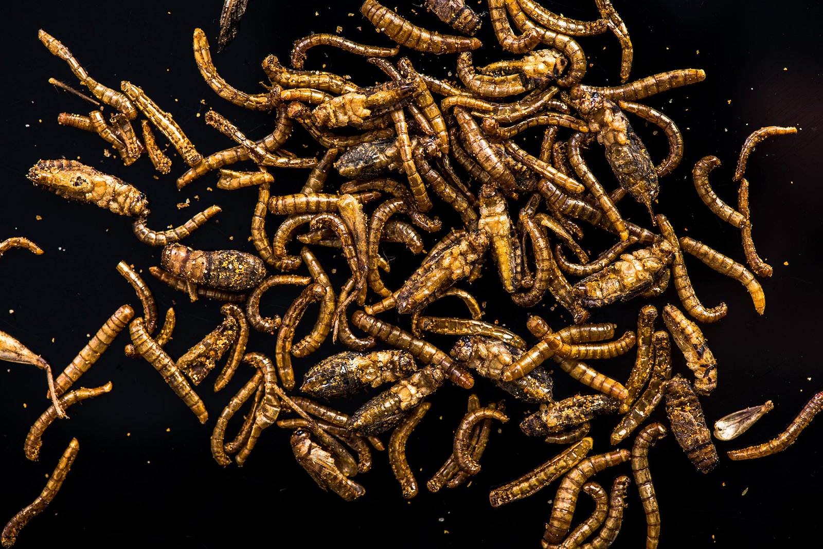 Entomon