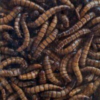 Tenébrio Gigante Desidratado 100g