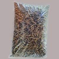 Tenébrio Gigante Desidratado 1kg