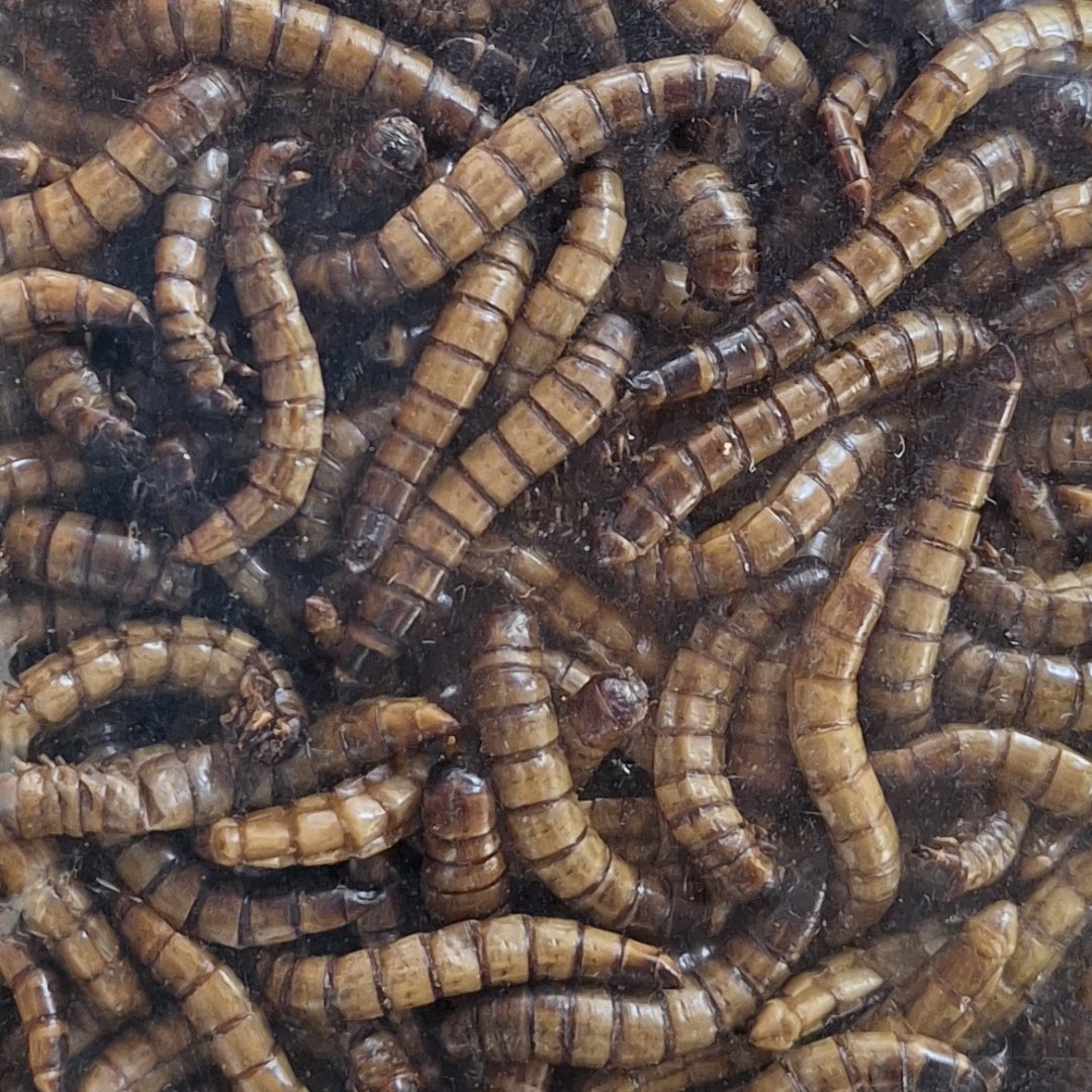 Entomon