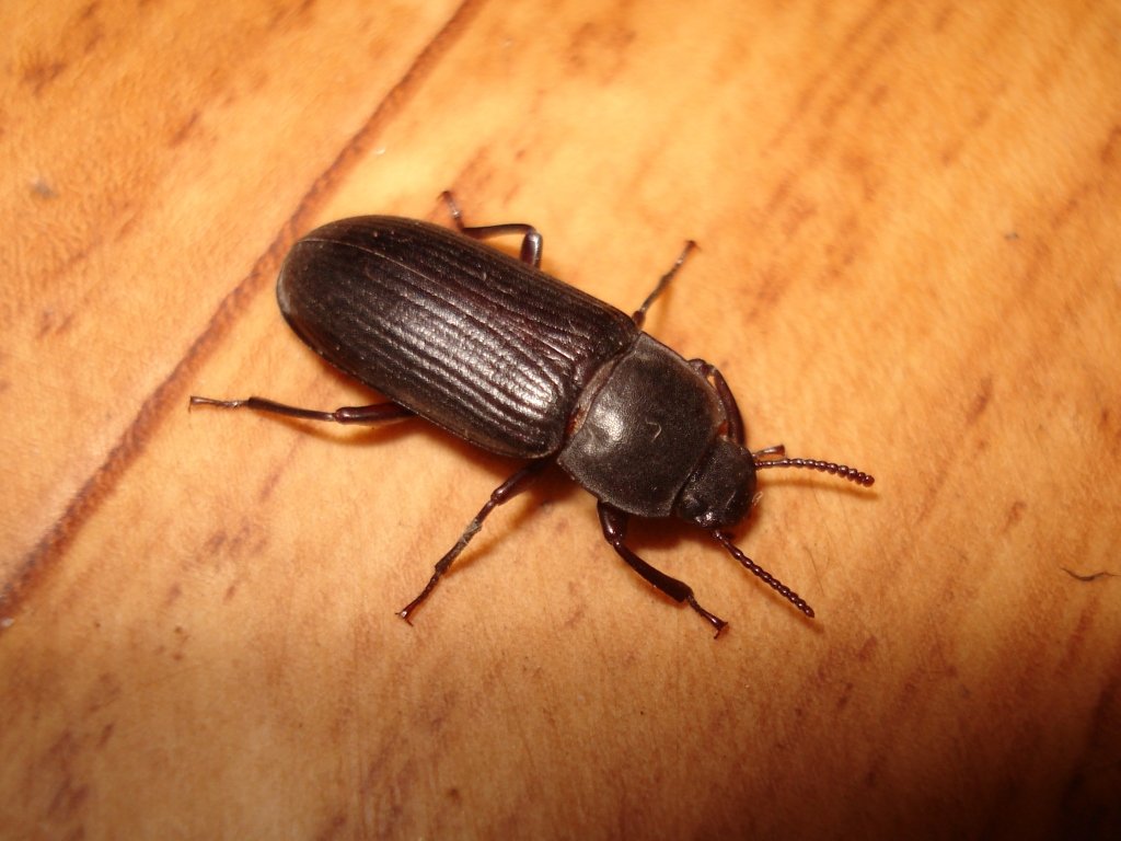 Entomon